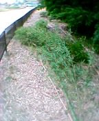 �|�͎����Ő؂���