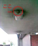 �c�o���̑�