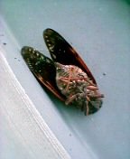 ���N���Z�~�̎��[