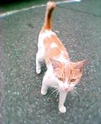 ����̖�ǔL