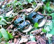 �������k��5 ��̃T���_��