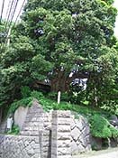 �L�O���̖�