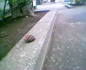 ���{�b�N��