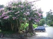 ������ ����