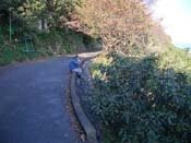 �R�ɂ������ނ��������