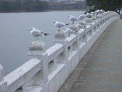 �半�����̂�����