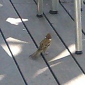 �����̂ǐ^�񒆂ł��X�Y��������